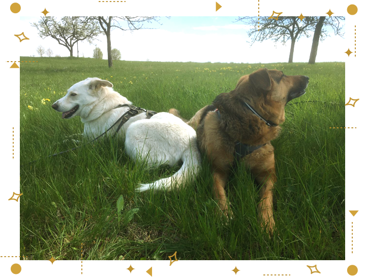 Pepsi und Elna Dog Human Walk Hundeschule Tierheilpraxis Bitburg Wittlich Trier Luxemburg Rheinland Pfalz