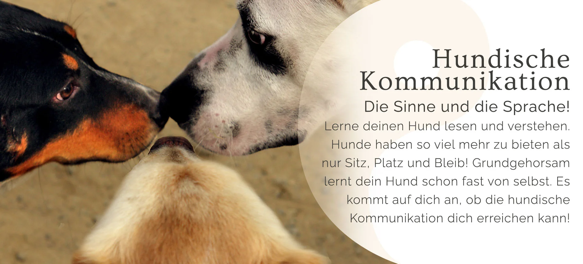 Dog Human Walk Hundeschule Hundepsychologe Hundetraining Bitburg Trier Wittlich Kommunikation