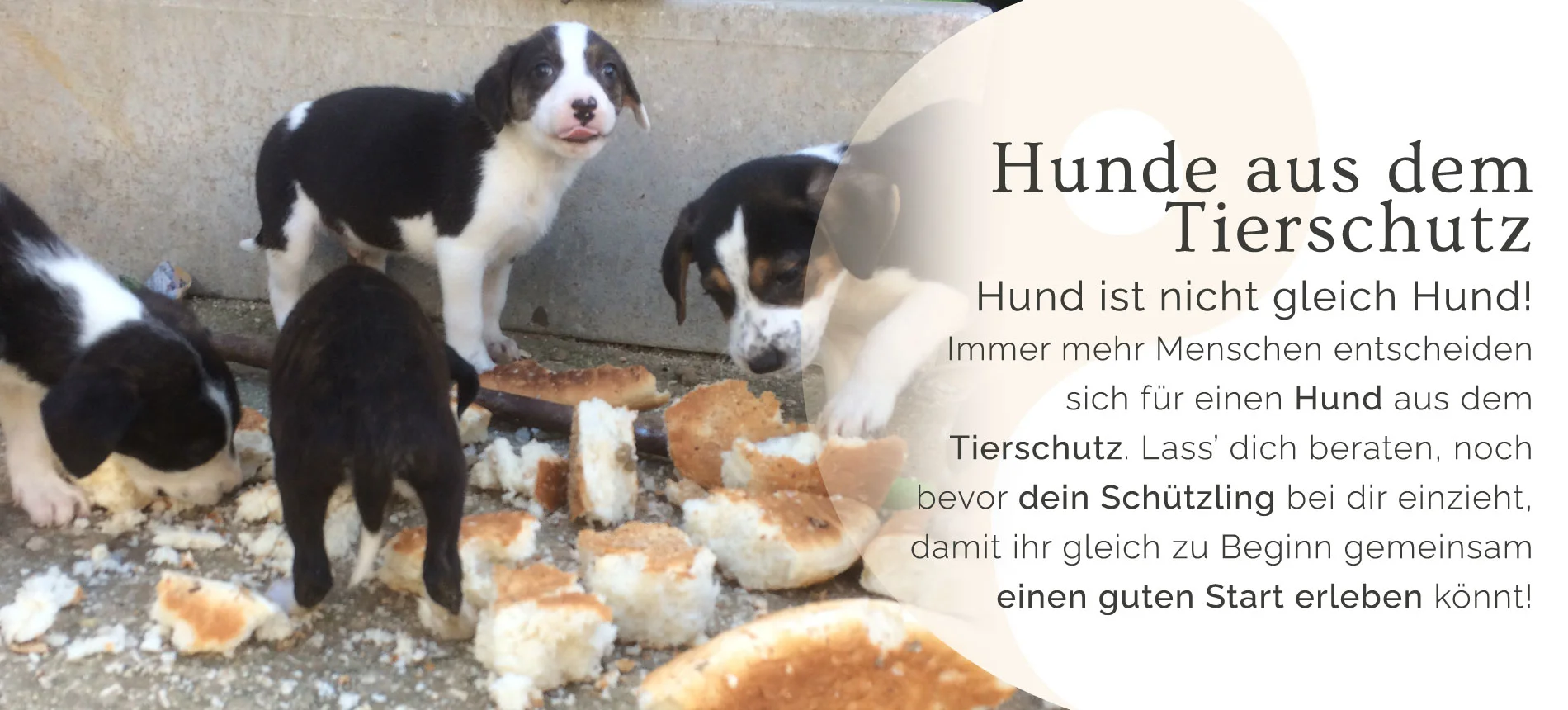 Dog Human Walk Hundeschule Hundepsychologe Hundetraining Bitburg Trier Wittlich Tierschutzhund