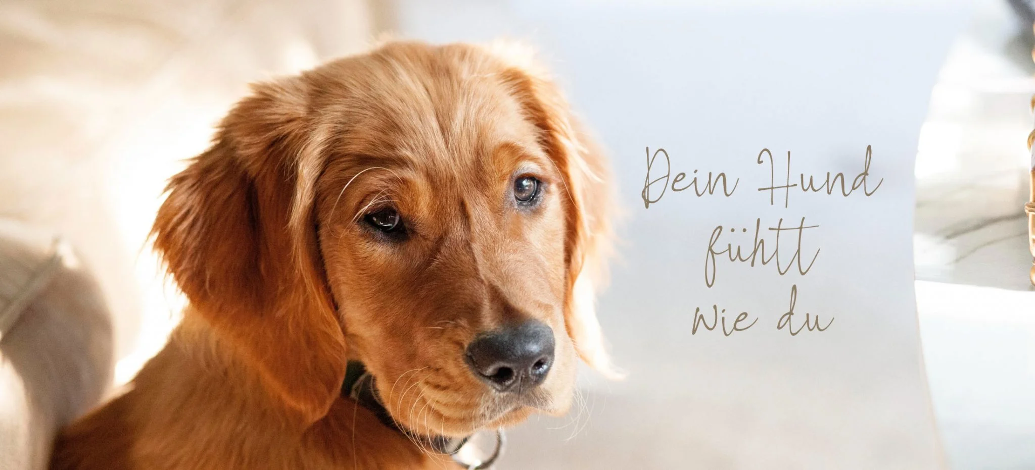 Dog Human Walk Hundeschule Hundepsychologe Hundetraining Bitburg Trier Wittlich Gesundheit