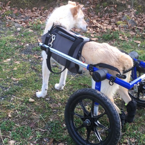 Dog Human Walk Gehhilfe Hunde Hunderollwagen alte Hunde Hunderollstuhl gelähmter kranker Hund Hundegeschirr Rolligeschirr