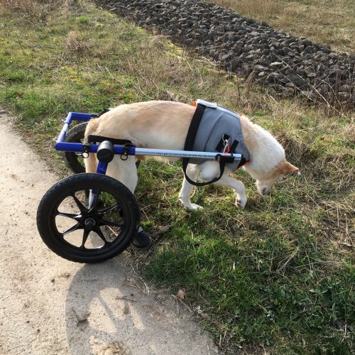 Dog Human Walk Gehhilfe Hunde Hunderollwagen alte Hunde Hunderollstuhl gelähmter kranker Hund Hundegeschirr Rolligeschirr