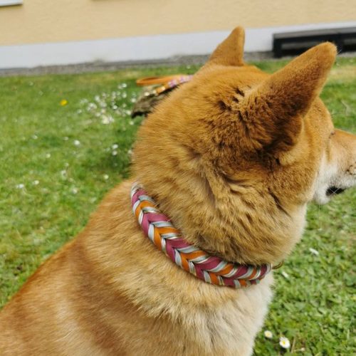 Hundehalsband Hundeleine Leder geflochten farbig