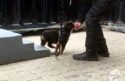 Hundeschule Welpengruppe Welpenschule Welpenerziehung Bitburg Rheinland Pfalz Wittlich Trier Dog Human Walk