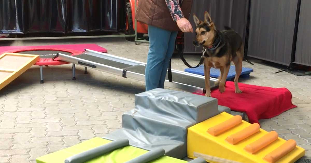 Hundeschule Hundepsychologie Hundetraining Bitburg Dog Human Walk Rheinland-Pfalz Luxemburg