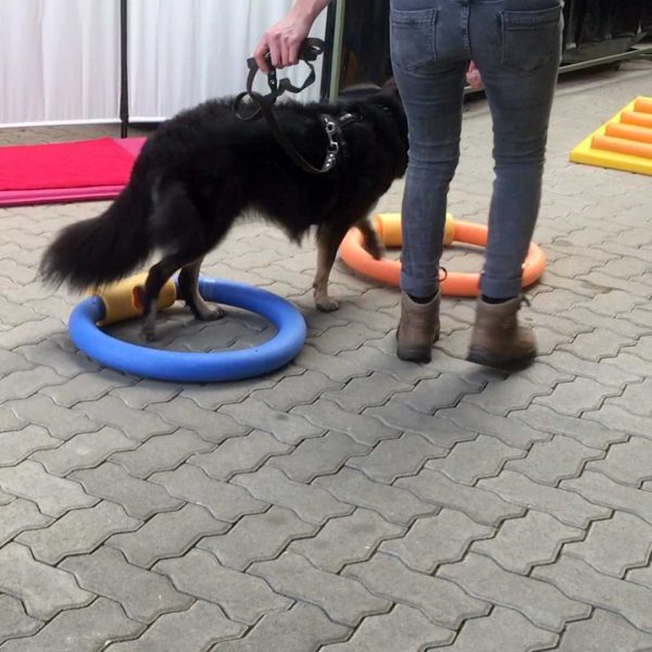Dog Human Walk Hundeschule Bitburg Wittlich Speicher Trier Luxemburg Rheinland Pfalz Hundetraining Hundepsychologie