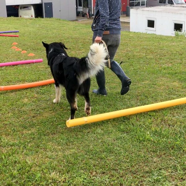 Dog Human Walk Hundeschule Bitburg Wittlich Speicher Trier Luxemburg Rheinland Pfalz Hundetraining Hundepsychologie