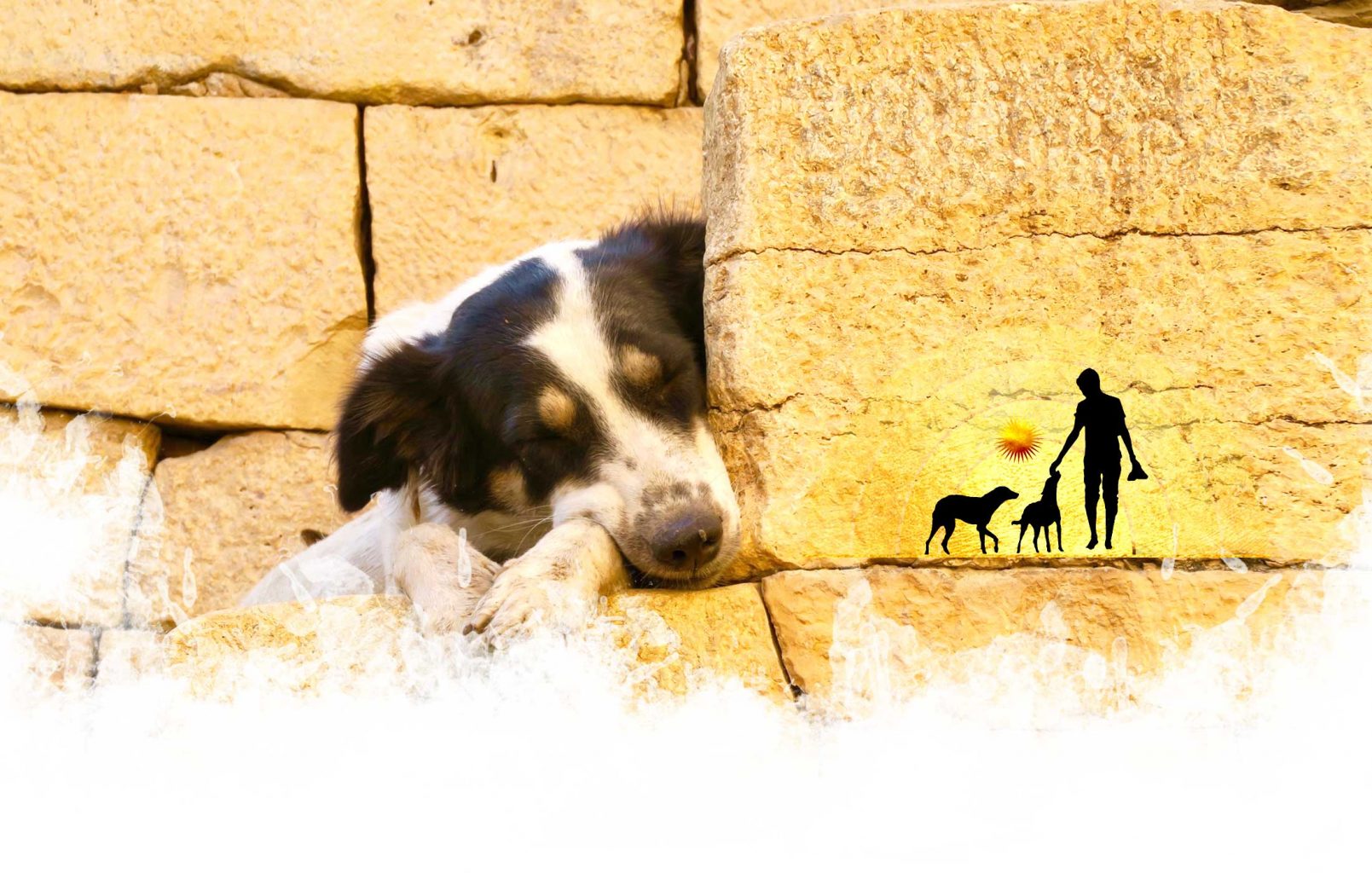 world of strays Straßenhunde weltweit dog human walk