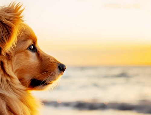 Hund am Strand Sonnenaufgang Farblichttherapie für Hunde Licht und Sonne