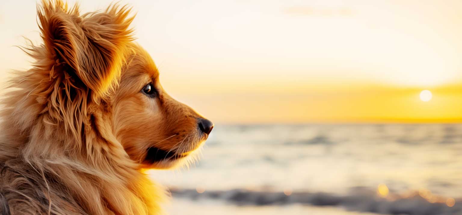Hund am Strand Sonnenaufgang Farblichttherapie für Hunde Licht und Sonne