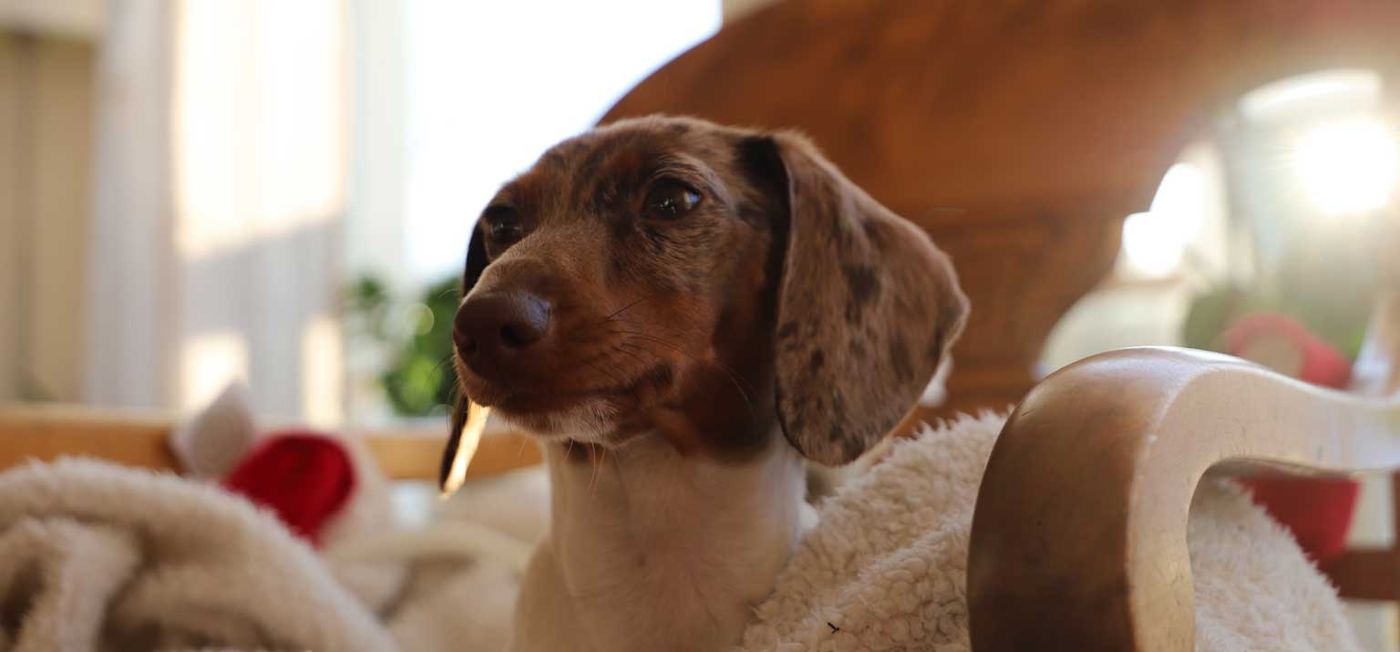 Verhalten und Erkrankungen bei Hunden Dog Human Walk Hundeschule Bitburg Wittlich Trier Luxemburg Rheinland-Pfalz