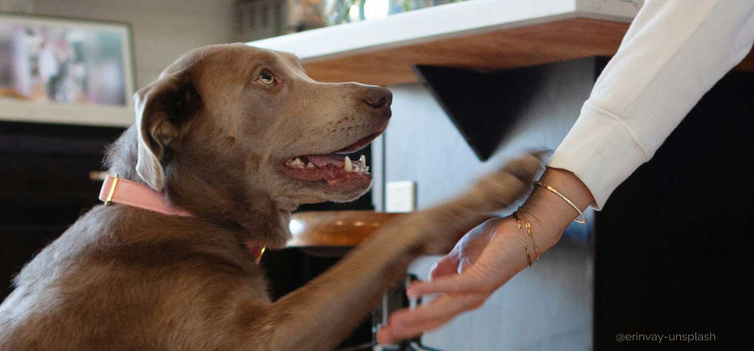Bauchspeicheldrüsenentzündung Pankreatitis beim Hund erkennen und richtig füttern Dog Human Walk Hundeschule Tierheilpraktiker Rheinland Pfalz Bitburg Wittlich Trier Ernährung