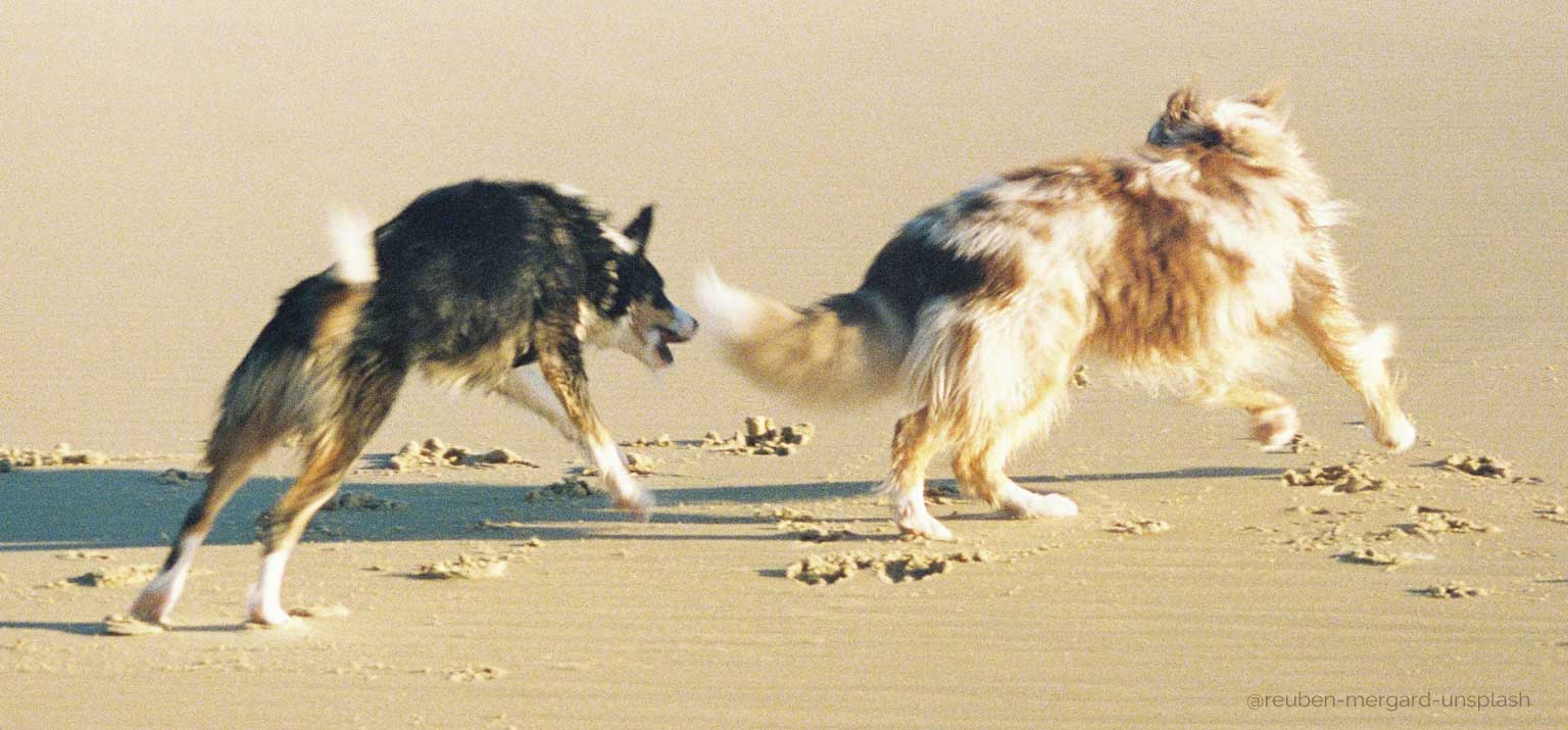 Magen und Verdauung, Erbrechen und Kotabsatz beim Hund Dog Human Walk Hundeschule Tierheilpraktiker Rheinland Pfalz Bitburg Wittlich Trier Ernährung