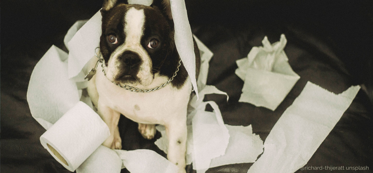 Kotabsatz beim Hund Formen und Konsistenz Bristol Skala Hundegesundheit Darmerkrankungen Dog Human Walk Tierheilpraxis Wittlich Trier Luxemburg Rheinland-Pfalz Nordrhein Westfalen