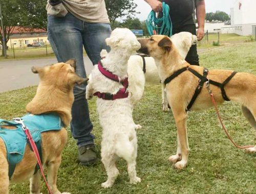 Dog Human Walk Hundeverhalten Hundepsychologie Hundeschule Tierheilpraktiker Rheinland Pfalz Bitburg Wittlich Trier