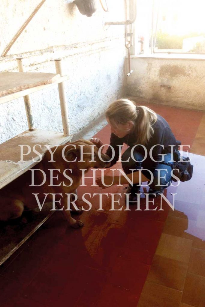 Onlinekurs Hundepsychologie Psychologie des Hundes verstehen Hundegesundheit Darmerkrankungen Dog Human Walk Tierheilpraxis Wittlich Trier Luxemburg Rheinland-Pfalz Nordrhein Westfalen