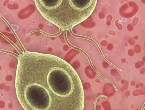 Giardien beim Hund. Die Endlosschleife verstehen und durchbrechen Dog Human Walk Tierheilpraktikerin