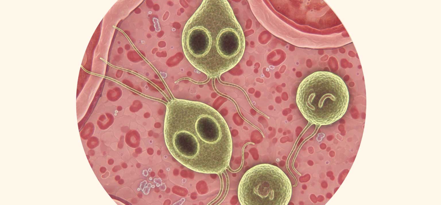 Giardien beim Hund. Die Endlosschleife verstehen und durchbrechen Dog Human Walk Tierheilpraktikerin