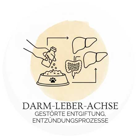 darm-leber-achse Gesundheit Hund Dog Human Walk Tierheilpraktikerin Infografik