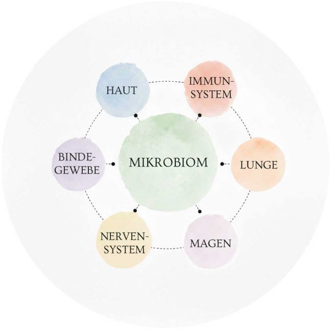 Das Mikrobiom Gesundheit Hund Dog Human Walk Tierheilpraktikerin Infografik