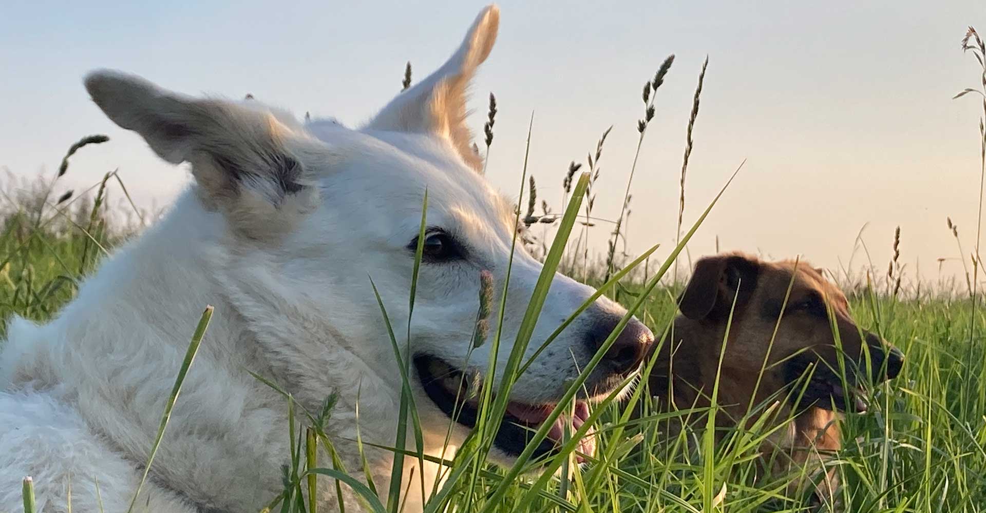 Hundeschule Hundepsychologie Tierheilpraxis gesunde und glückliche Hunde Dog Human Walk Bitburg Wittlich Trier Luxemburg Rheinland Pfalz Dudeldorf
