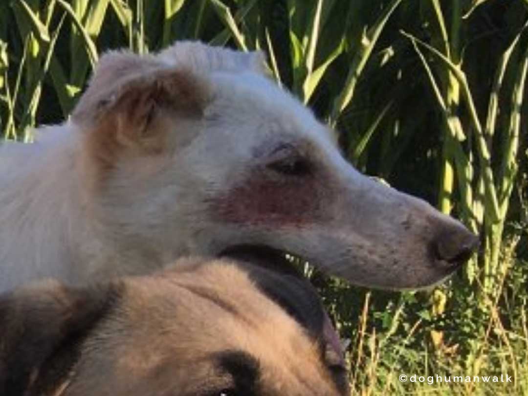 Hundegesundheit Allergien beim Hund Dog Human Walk Tierheilpraxis Hundeschule Hundepsychologie Bitburg Rheinland Pfalz Wittlich Trier Luxemburg