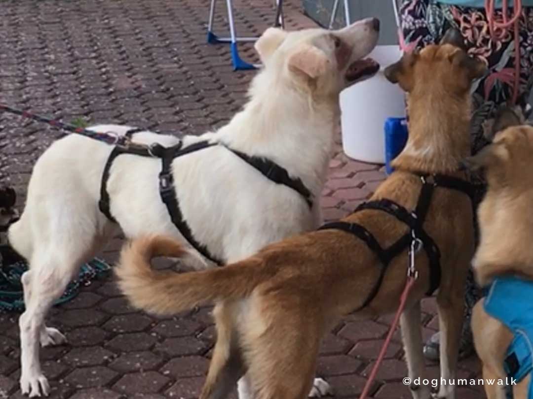 Hundegesundheit Allergien beim Hund Dog Human Walk Tierheilpraxis Hundeschule Hundepsychologie Bitburg Rheinland Pfalz Wittlich Trier Luxemburg