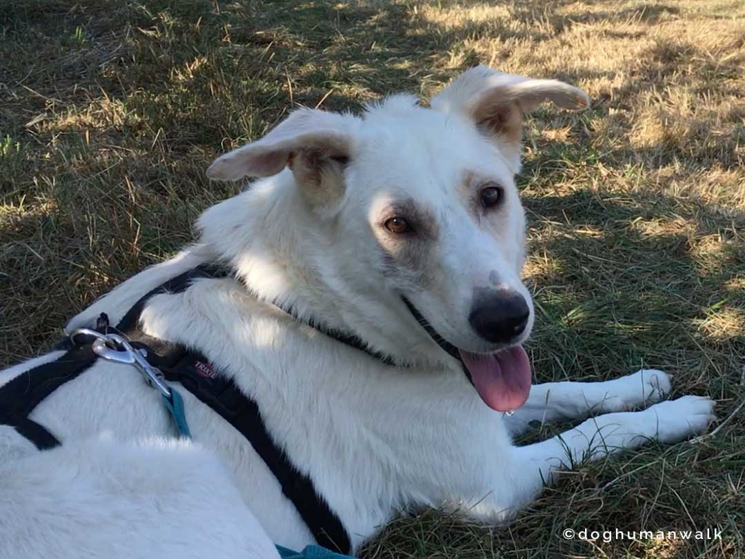Hundegesundheit Allergien beim Hund Dog Human Walk Tierheilpraxis Hundeschule Hundepsychologie Bitburg Rheinland Pfalz Wittlich Trier Luxemburg