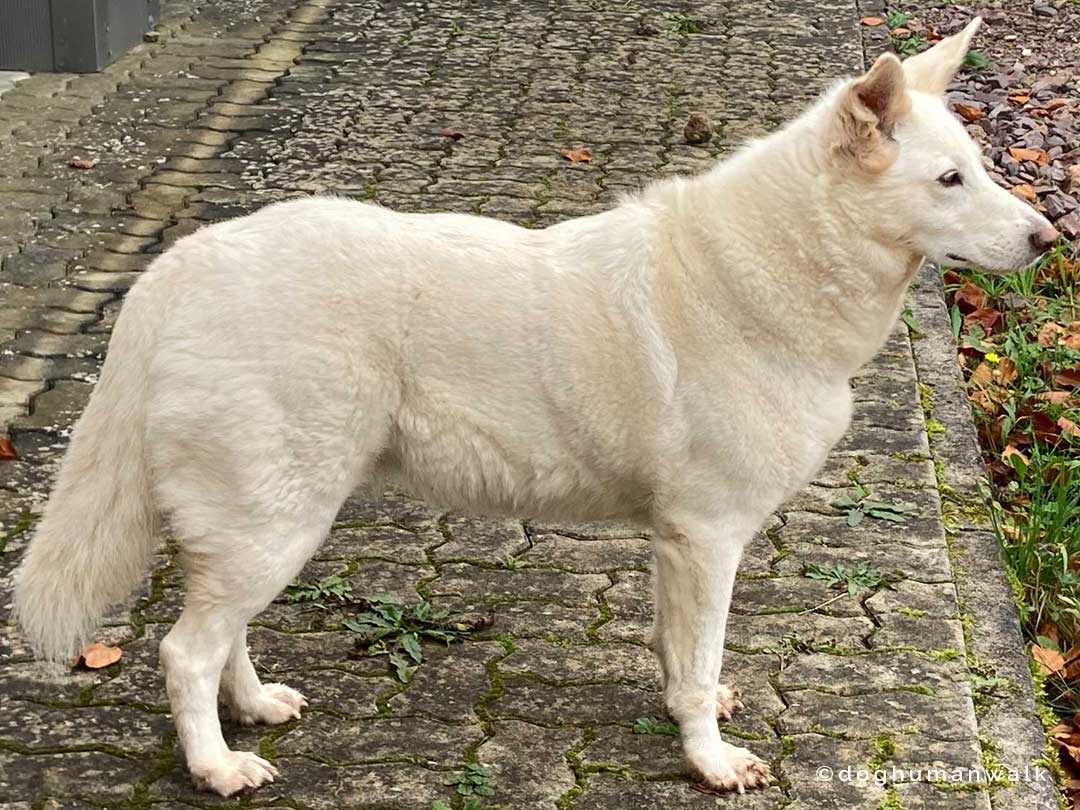 Hundegesundheit Allergien beim Hund Dog Human Walk Tierheilpraxis Hundeschule Hundepsychologie Bitburg Rheinland Pfalz Wittlich Trier Luxemburg