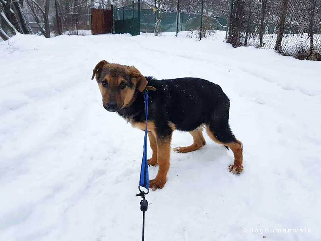 Angsthunden helfen Dog Human Walk Tierheilpraxis Hundeschule Hundepsychologie Bitburg Rheinland Pfalz Wittlich Trier Luxemburg