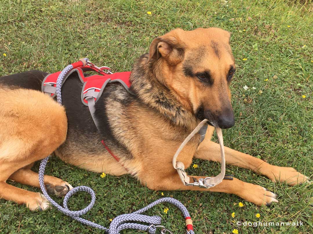 Angsthunden helfen Dog Human Walk Tierheilpraxis Hundeschule Hundepsychologie Bitburg Rheinland Pfalz Wittlich Trier Luxemburg