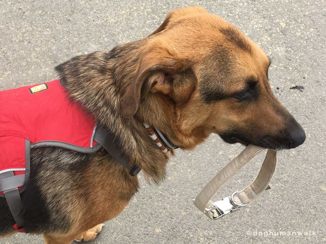 Angsthunden helfen Dog Human Walk Tierheilpraxis Hundeschule Hundepsychologie Bitburg Rheinland Pfalz Wittlich Trier Luxemburg