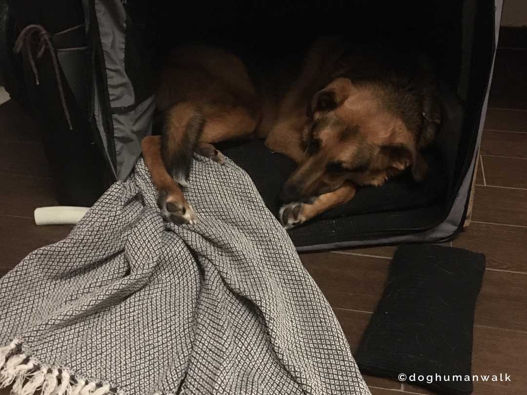 Angsthunden helfen Dog Human Walk Tierheilpraxis Hundeschule Hundepsychologie Bitburg Rheinland Pfalz Wittlich Trier Luxemburg