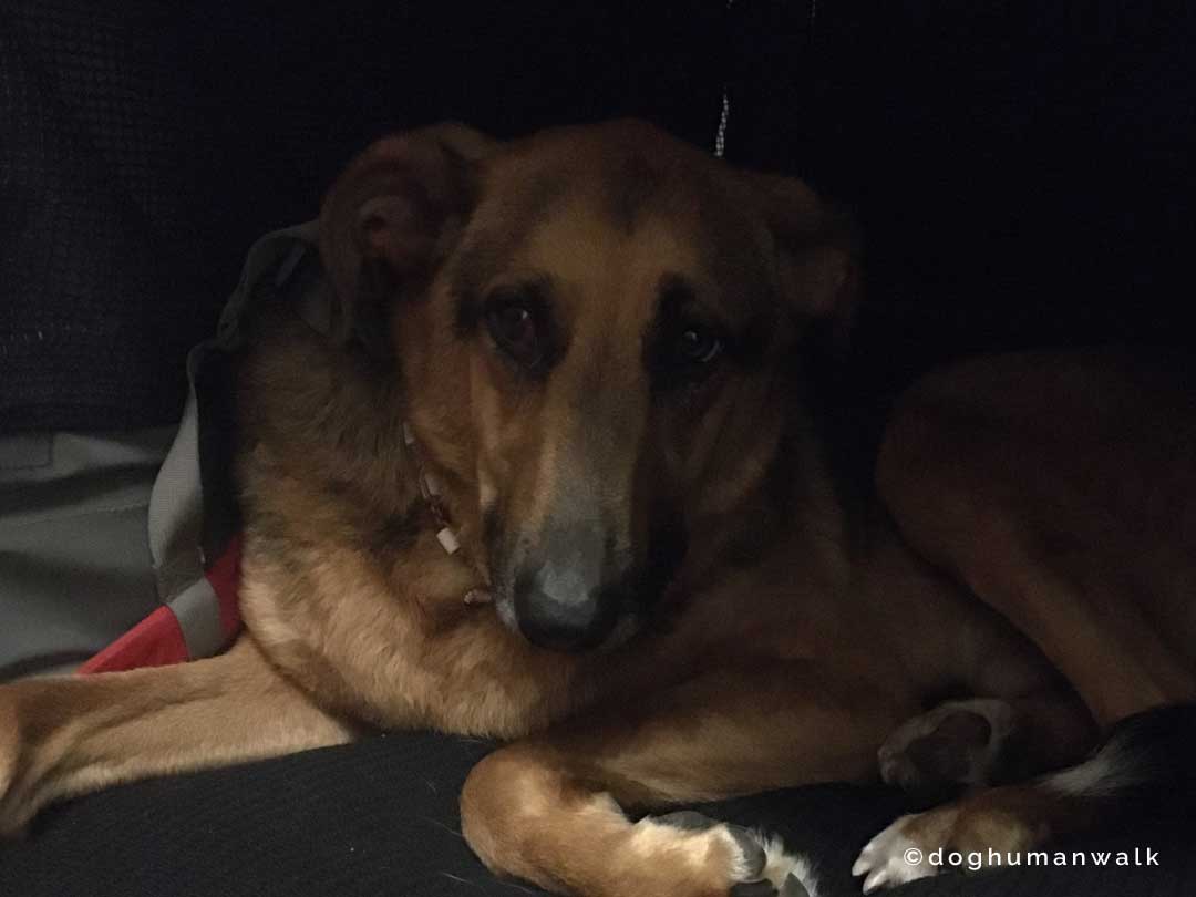 Angsthunden helfen Dog Human Walk Tierheilpraxis Hundeschule Hundepsychologie Bitburg Rheinland Pfalz Wittlich Trier Luxemburg