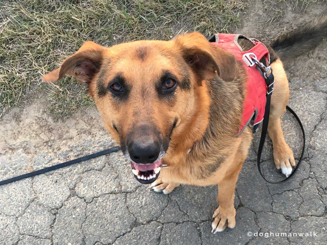 Angsthunden helfen Dog Human Walk Tierheilpraxis Hundeschule Hundepsychologie Bitburg Rheinland Pfalz Wittlich Trier Luxemburg