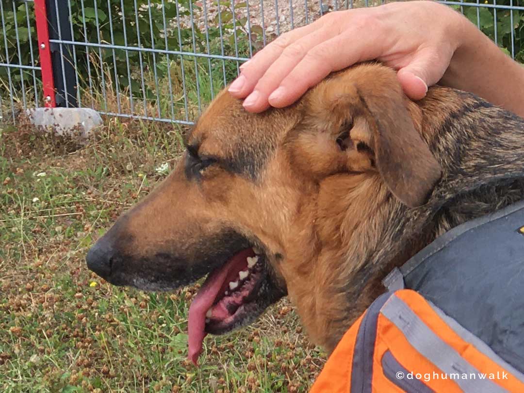 Angsthunden helfen Dog Human Walk Tierheilpraxis Hundeschule Hundepsychologie Bitburg Rheinland Pfalz Wittlich Trier Luxemburg