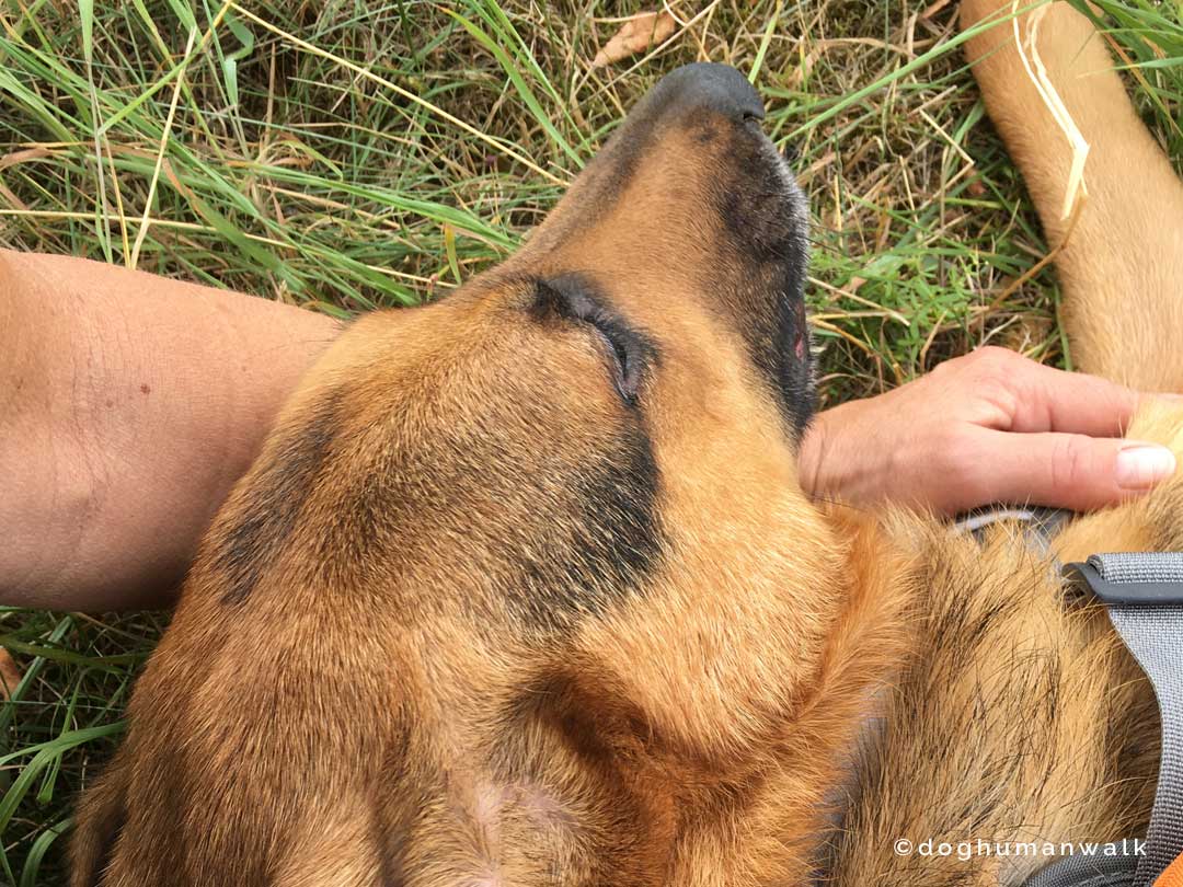 Angsthunden helfen Dog Human Walk Tierheilpraxis Hundeschule Hundepsychologie Bitburg Rheinland Pfalz Wittlich Trier Luxemburg