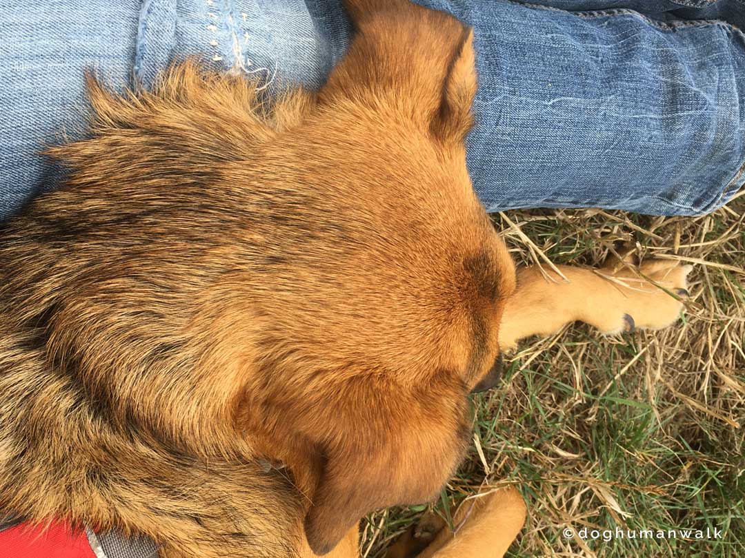 Angsthunden helfen Dog Human Walk Tierheilpraxis Hundeschule Hundepsychologie Bitburg Rheinland Pfalz Wittlich Trier Luxemburg