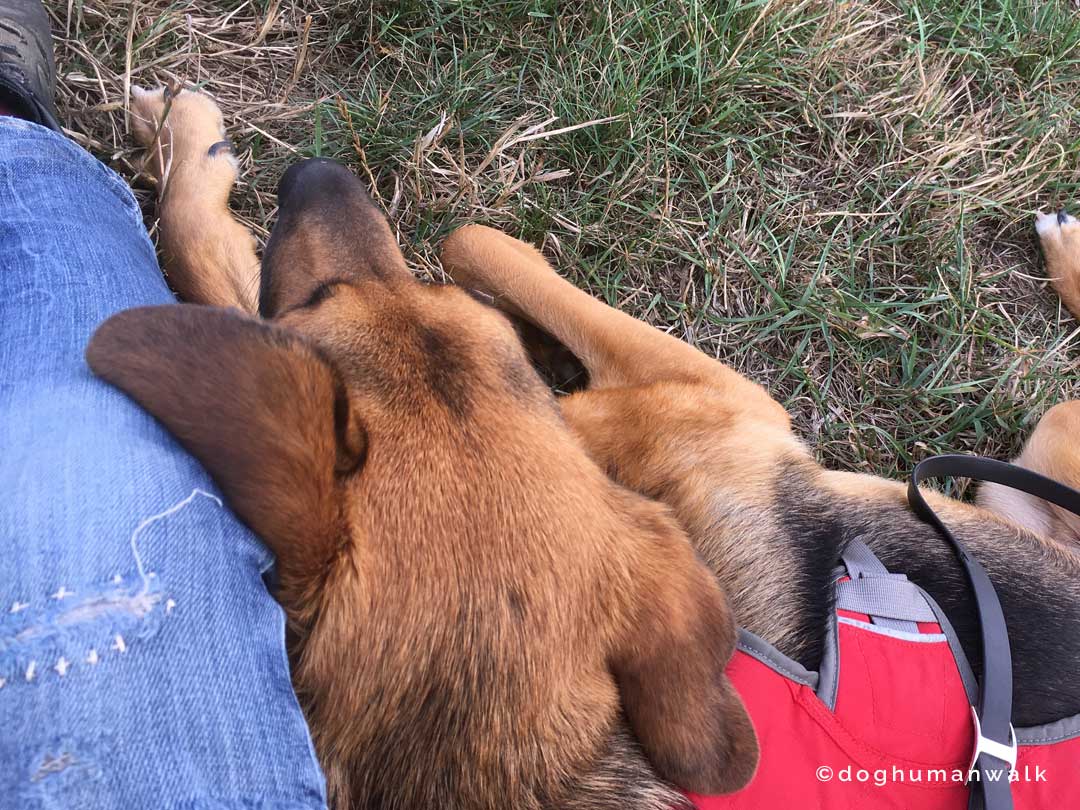 Angsthunden helfen Dog Human Walk Tierheilpraxis Hundeschule Hundepsychologie Bitburg Rheinland Pfalz Wittlich Trier Luxemburg