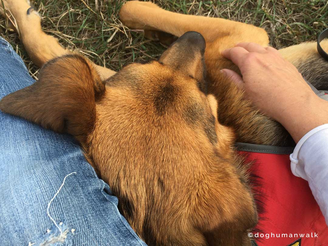 Angsthunden helfen Dog Human Walk Tierheilpraxis Hundeschule Hundepsychologie Bitburg Rheinland Pfalz Wittlich Trier Luxemburg