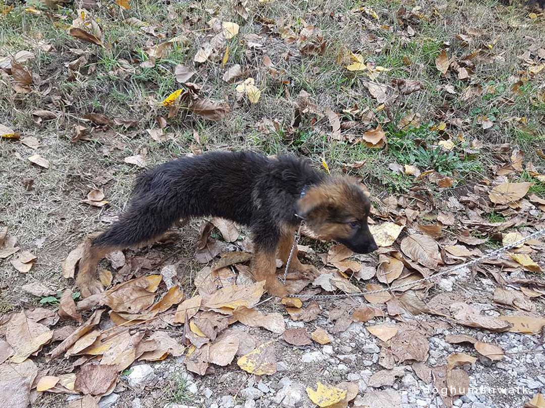 Angsthunden helfen Dog Human Walk Tierheilpraxis Hundeschule Hundepsychologie Bitburg Rheinland Pfalz Wittlich Trier Luxemburg
