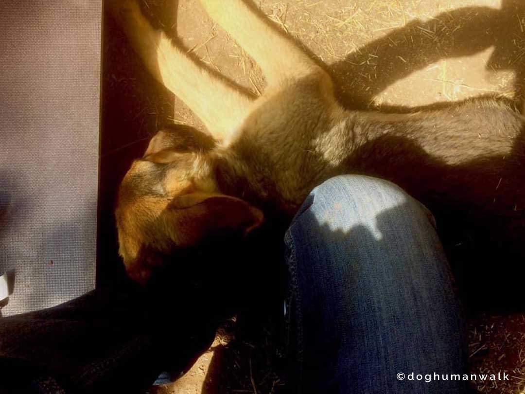 Angsthunden helfen Dog Human Walk Tierheilpraxis Hundeschule Hundepsychologie Bitburg Rheinland Pfalz Wittlich Trier Luxemburg