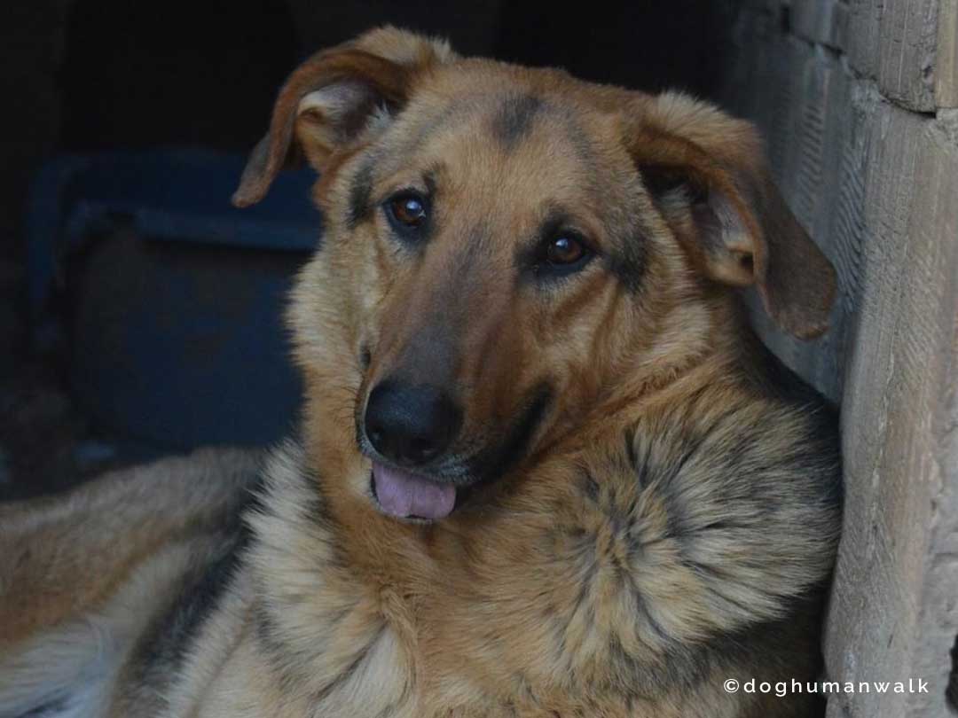 Angsthunden helfen Dog Human Walk Tierheilpraxis Hundeschule Hundepsychologie Bitburg Rheinland Pfalz Wittlich Trier Luxemburg