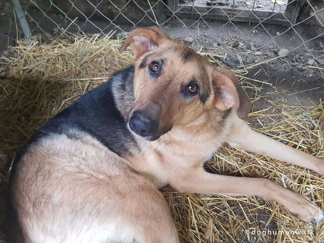 Angsthunden helfen Dog Human Walk Tierheilpraxis Hundeschule Hundepsychologie Bitburg Rheinland Pfalz Wittlich Trier Luxemburg