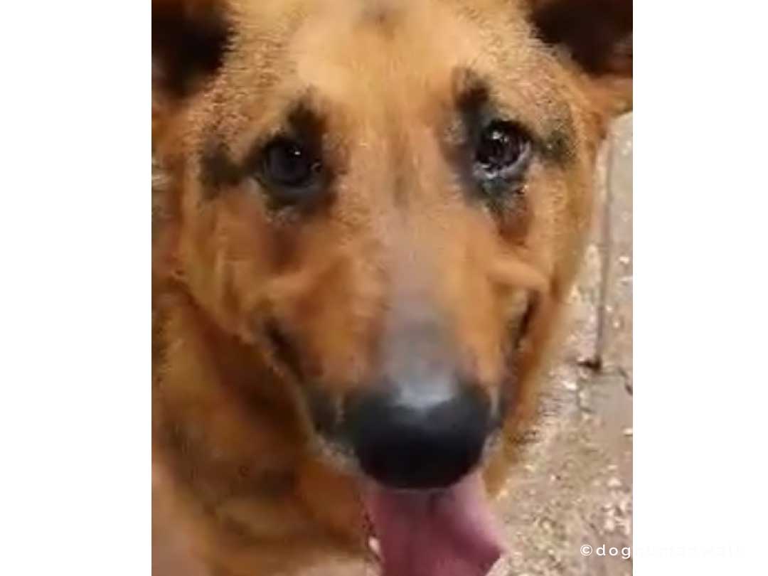 Angsthunden helfen Dog Human Walk Tierheilpraxis Hundeschule Hundepsychologie Bitburg Rheinland Pfalz Wittlich Trier Luxemburg