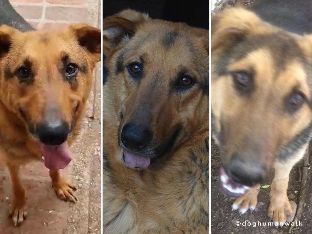 Angsthunden helfen Dog Human Walk Tierheilpraxis Hundeschule Hundepsychologie Bitburg Rheinland Pfalz Wittlich Trier Luxemburg