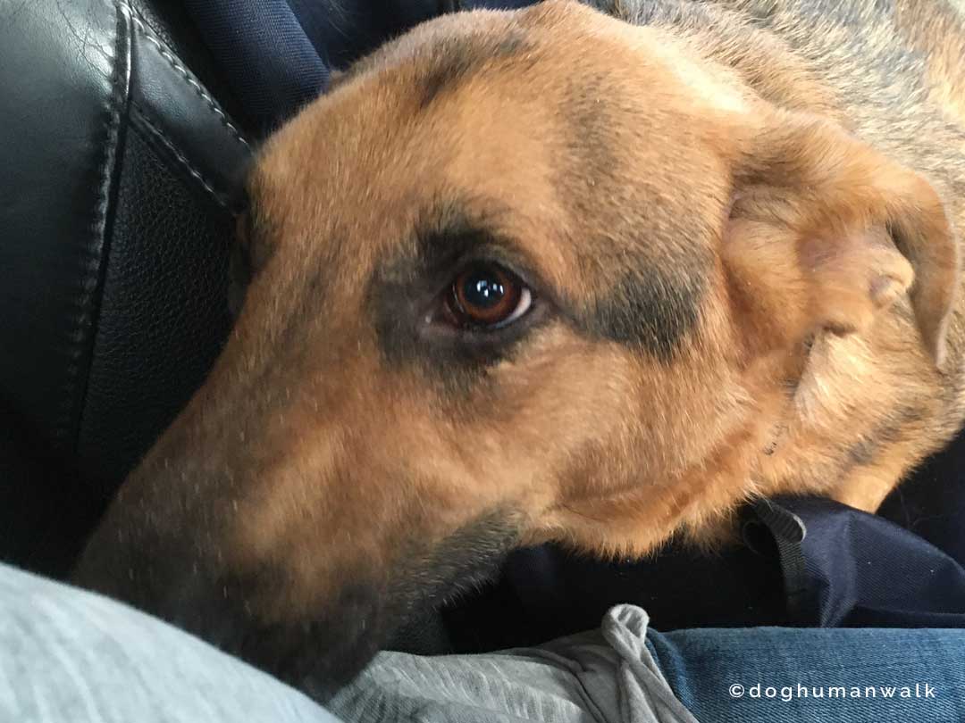 Angsthunden helfen Dog Human Walk Tierheilpraxis Hundeschule Hundepsychologie Bitburg Rheinland Pfalz Wittlich Trier Luxemburg