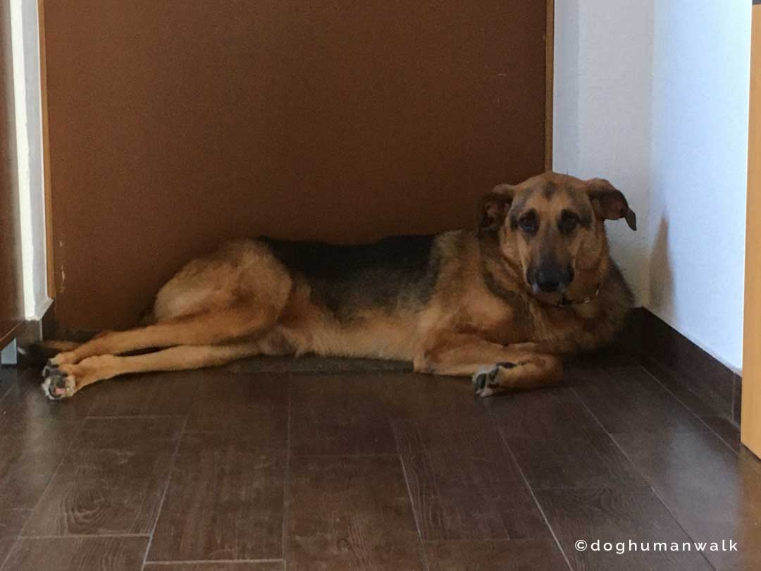 Angsthunden helfen Dog Human Walk Tierheilpraxis Hundeschule Hundepsychologie Bitburg Rheinland Pfalz Wittlich Trier Luxemburg