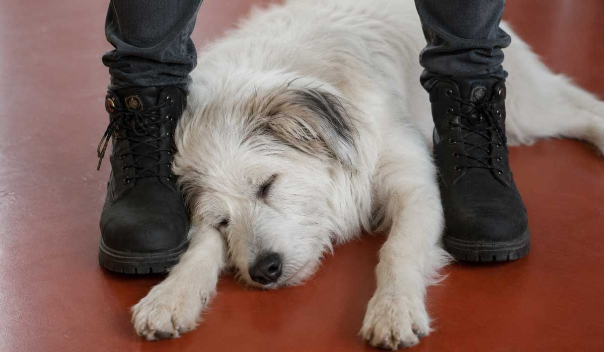 Dominanz und Hunde Hunde verstehen Dog Human Walk Hundeschule Hundepsychologie Tierheilpraxis Bitburg Trier Wittlich Luxemburg Rheinland Pfalz Nordrhein Westfalen
