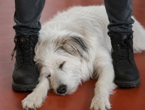 Dominanz und Hunde Hunde verstehen Dog Human Walk Hundeschule Hundepsychologie Tierheilpraxis Bitburg Trier Wittlich Luxemburg Rheinland Pfalz Nordrhein Westfalen